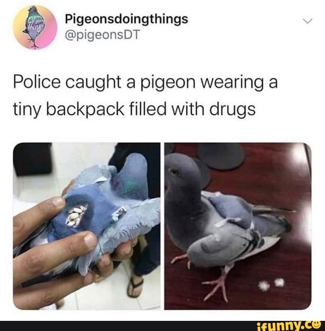 Pigeonsdoingthings Police caught a pigeon wearing a tiny backpack