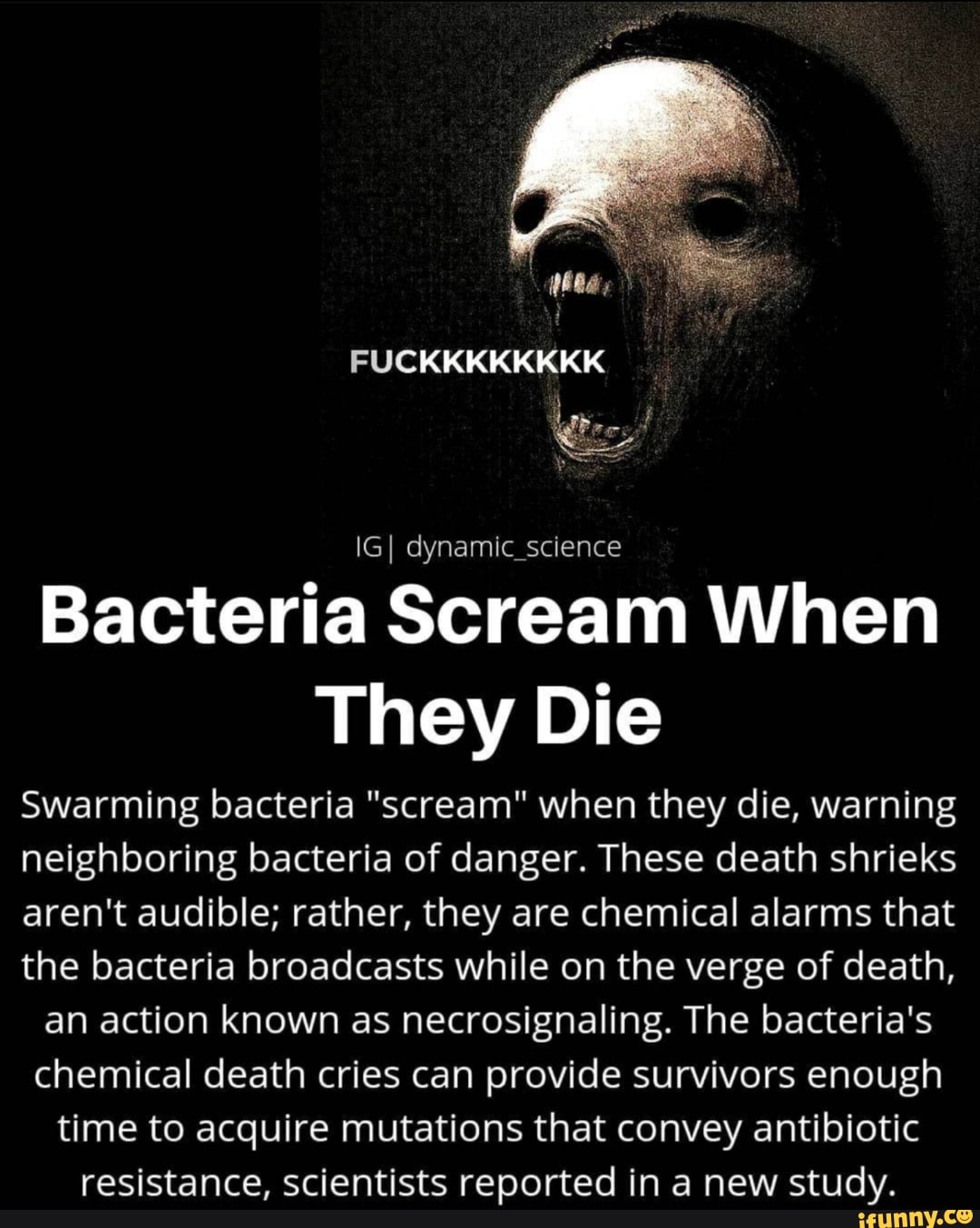 swarming bacteria