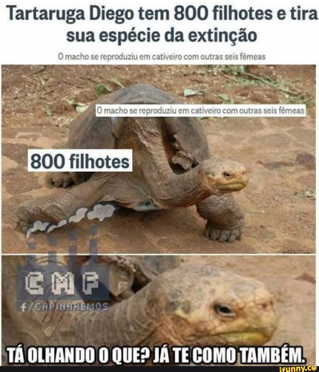 Tartaruga Diego tem 800 filhotes e tira sua espécie da extinção O macho se  reproduziu em cativeiro com outras seis fêmeas - iFunny Brazil