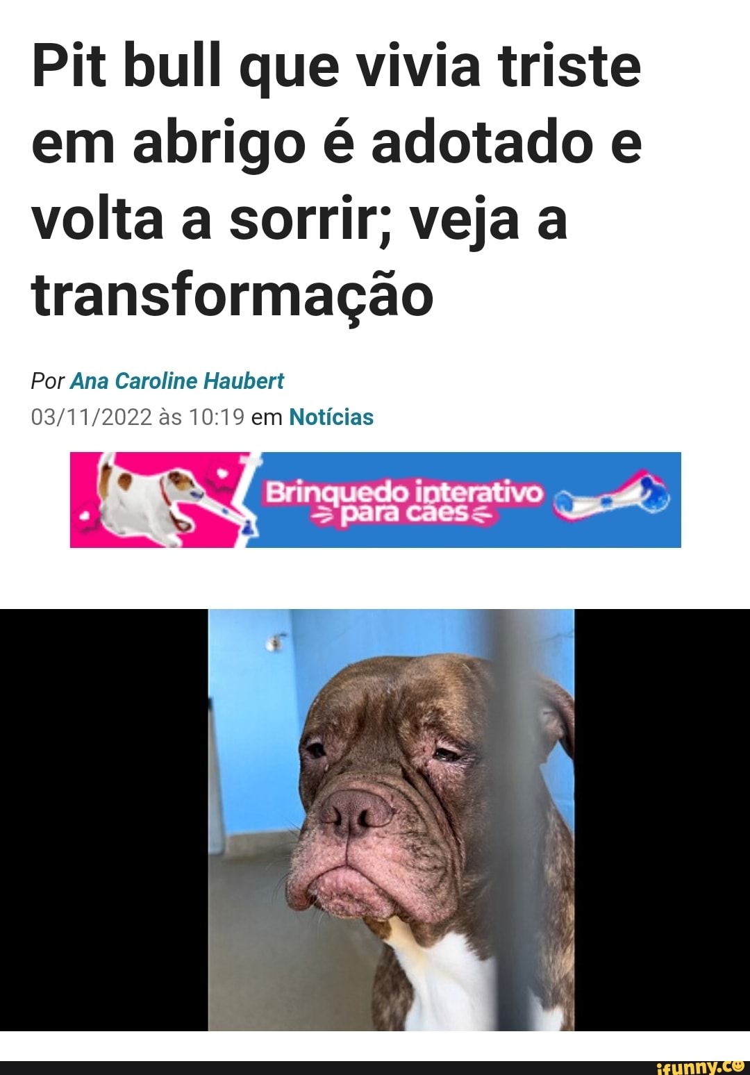 Homem deixa shih-tzu para ser tosado e volta para casa com o Sid da Era do  Gelo