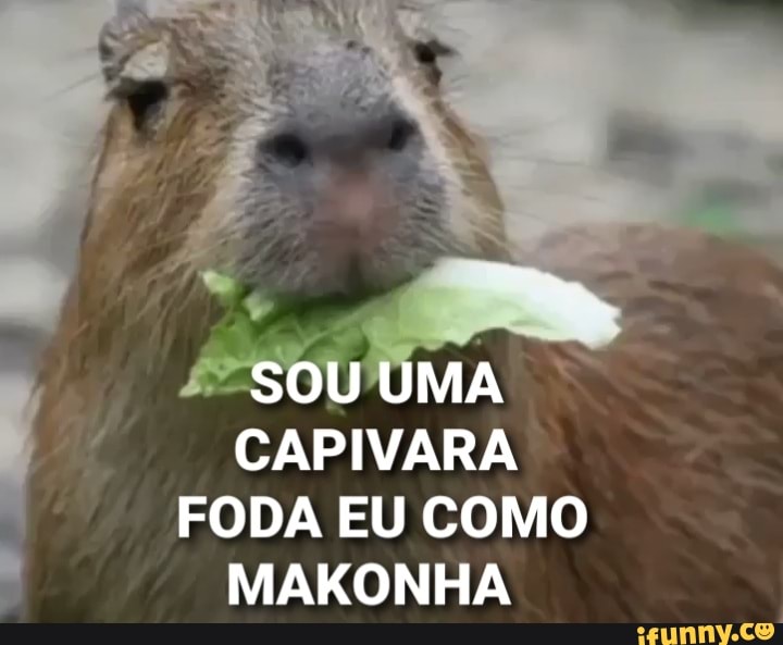 Lusca on X: capivara agiota fodase  / X