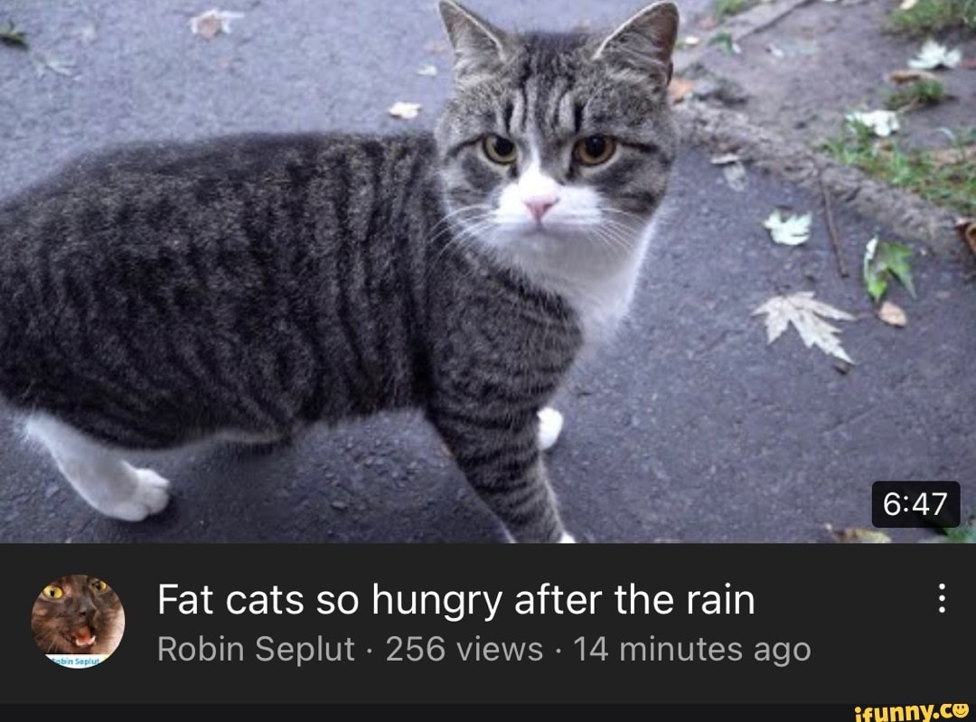 so hungry cat