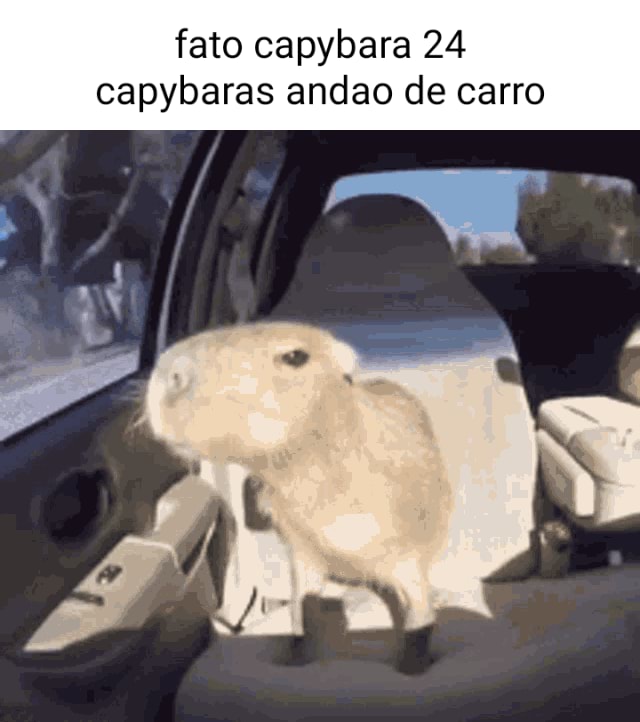 Necessário Comunidade de Minecraft Gcomu.. : necessário. CAPYBARA MAN  GCAPYBAR - minecraft capybara ORi - iFunny Brazil