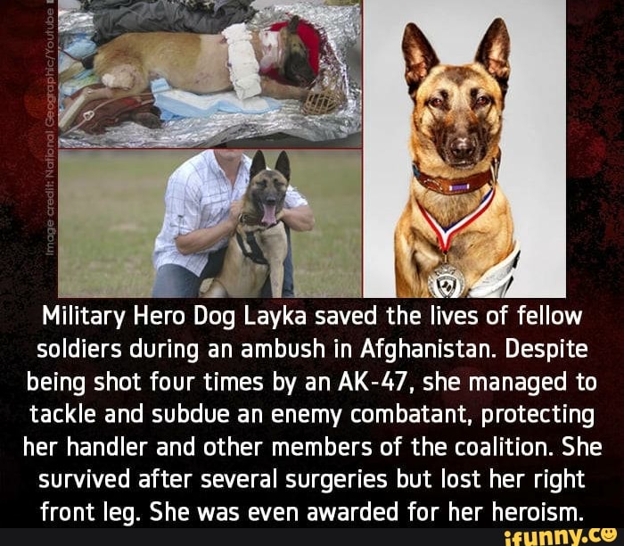 Military Hero Dog Layka saved the lives of fellow soldiers during