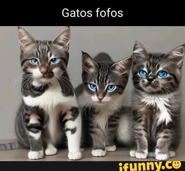 Gatos Fofos