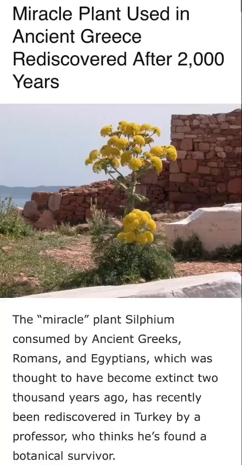 Silphium memes. Best Collection of funny Silphium pictures on