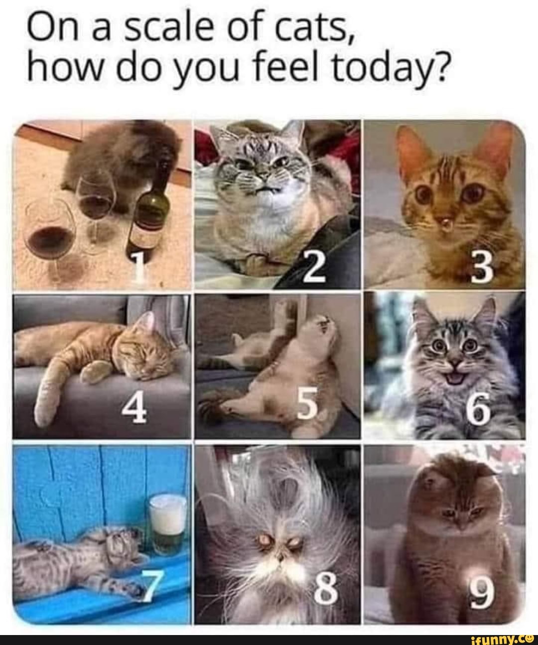 On a scale of cat, how are you doing today? - iFunny Brazil