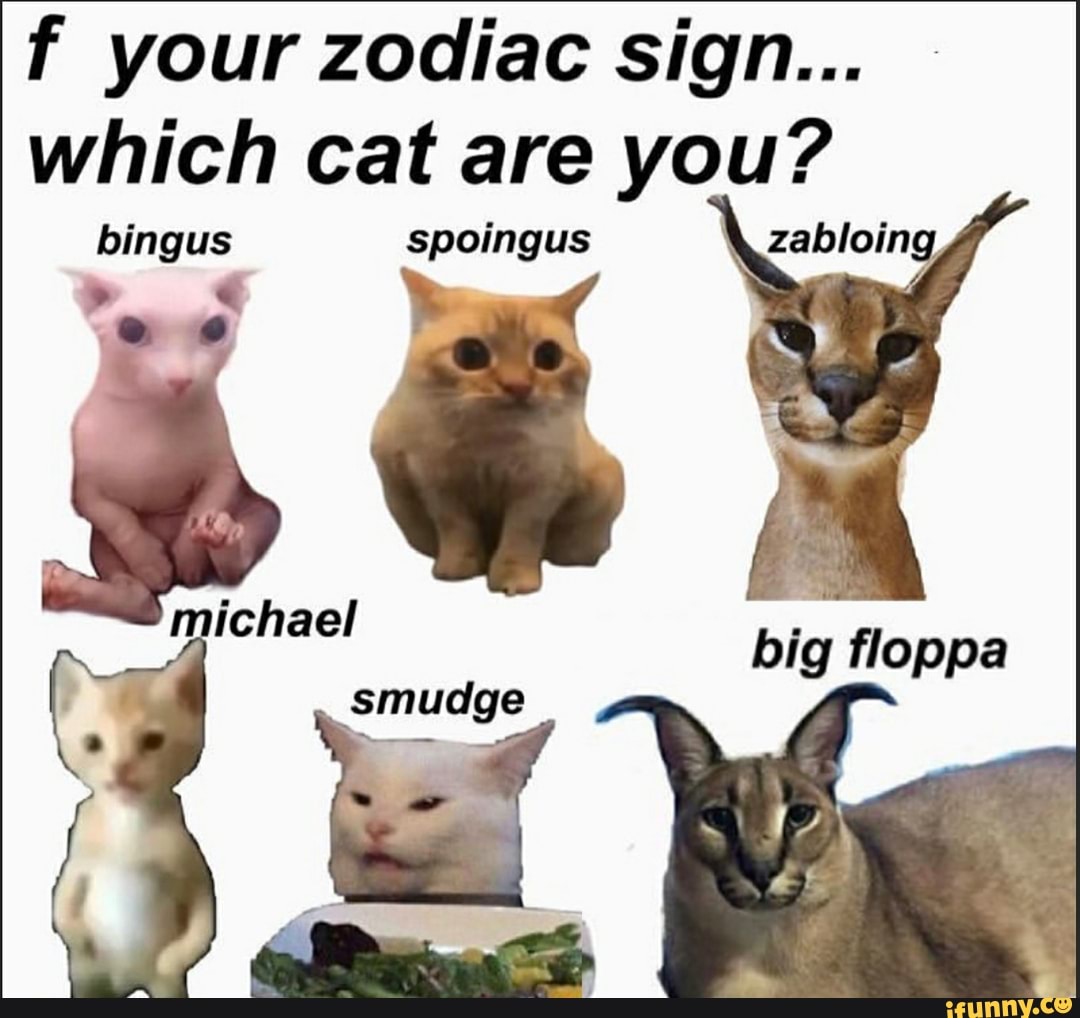 Zodiac cats : r/Floppa