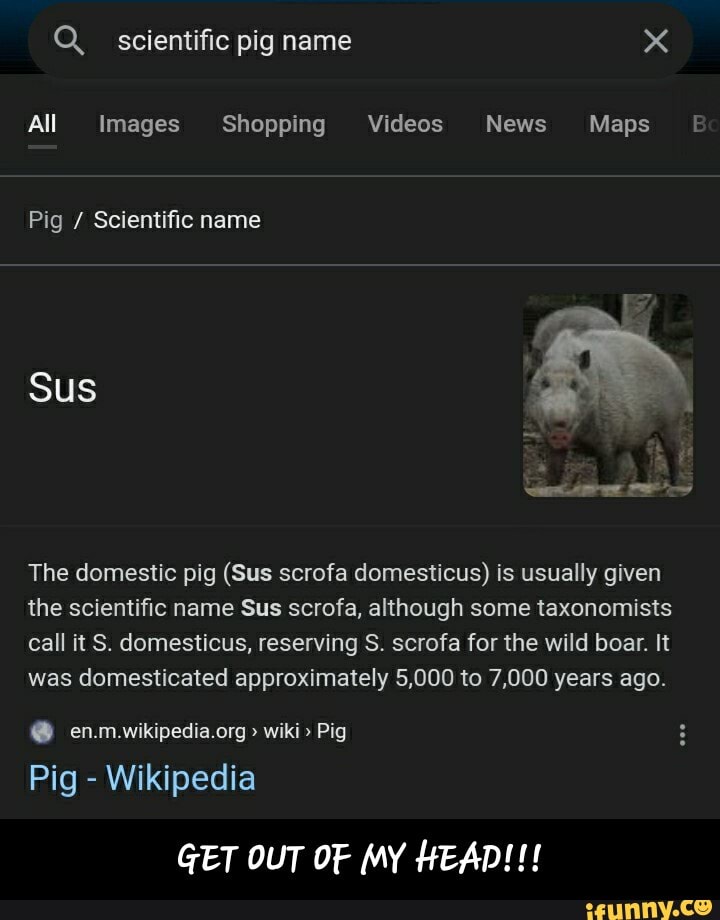 Sus Scrofa Domesticus, Amogus Wiki