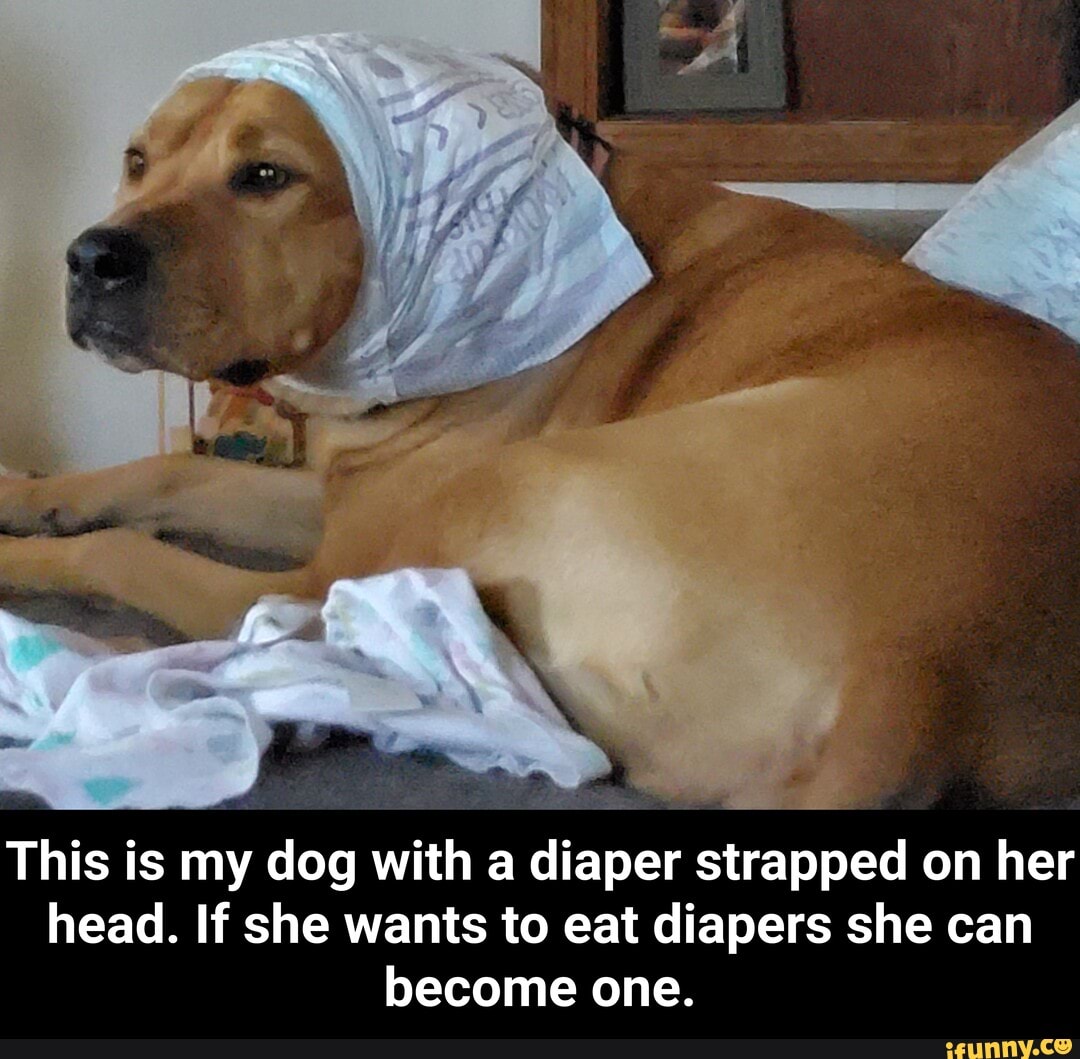 Dog shop eats diaper