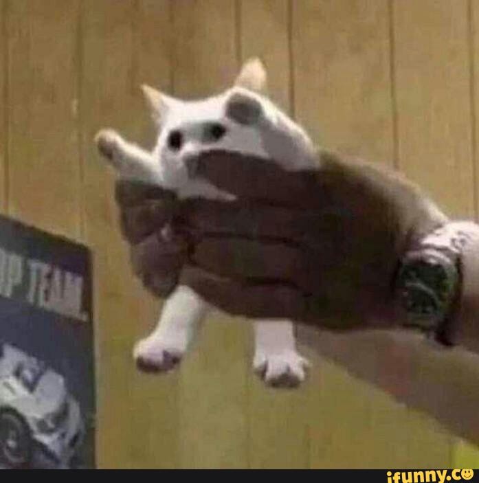 Coito? . . . . . . . . . . . . . #shitpost #shitposting #cat #cats