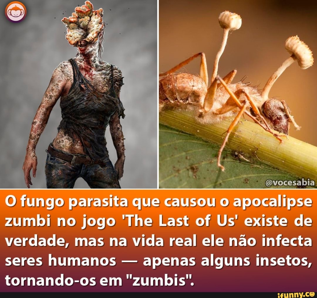 Fungo zumbi da série The Last of Us existe e pode ser encontrado no Brasil