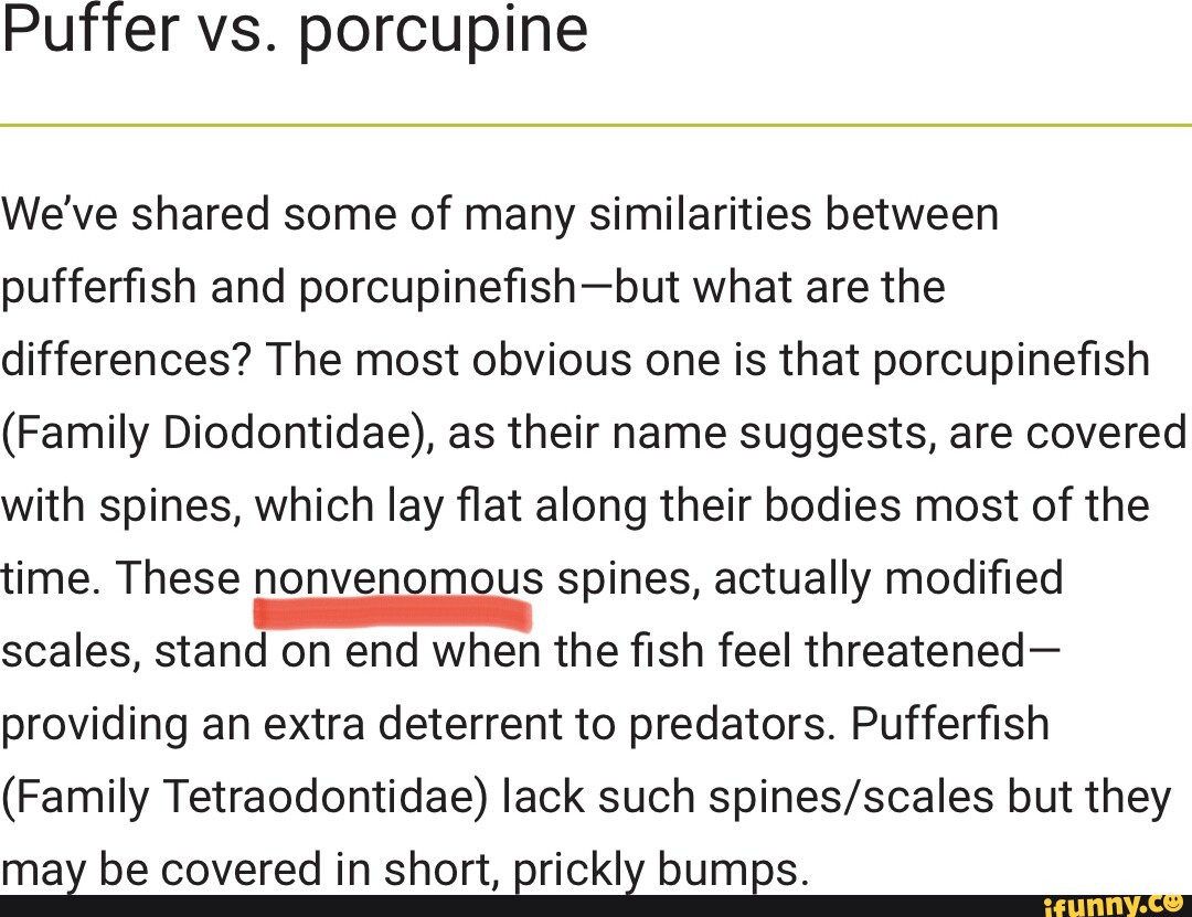 Puffer vs. porcupine We've shared some of many similarities between