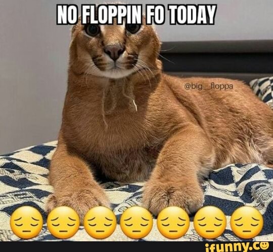 Floppacube memes. Best Collection of funny Floppacube pictures on iFunny  Brazil