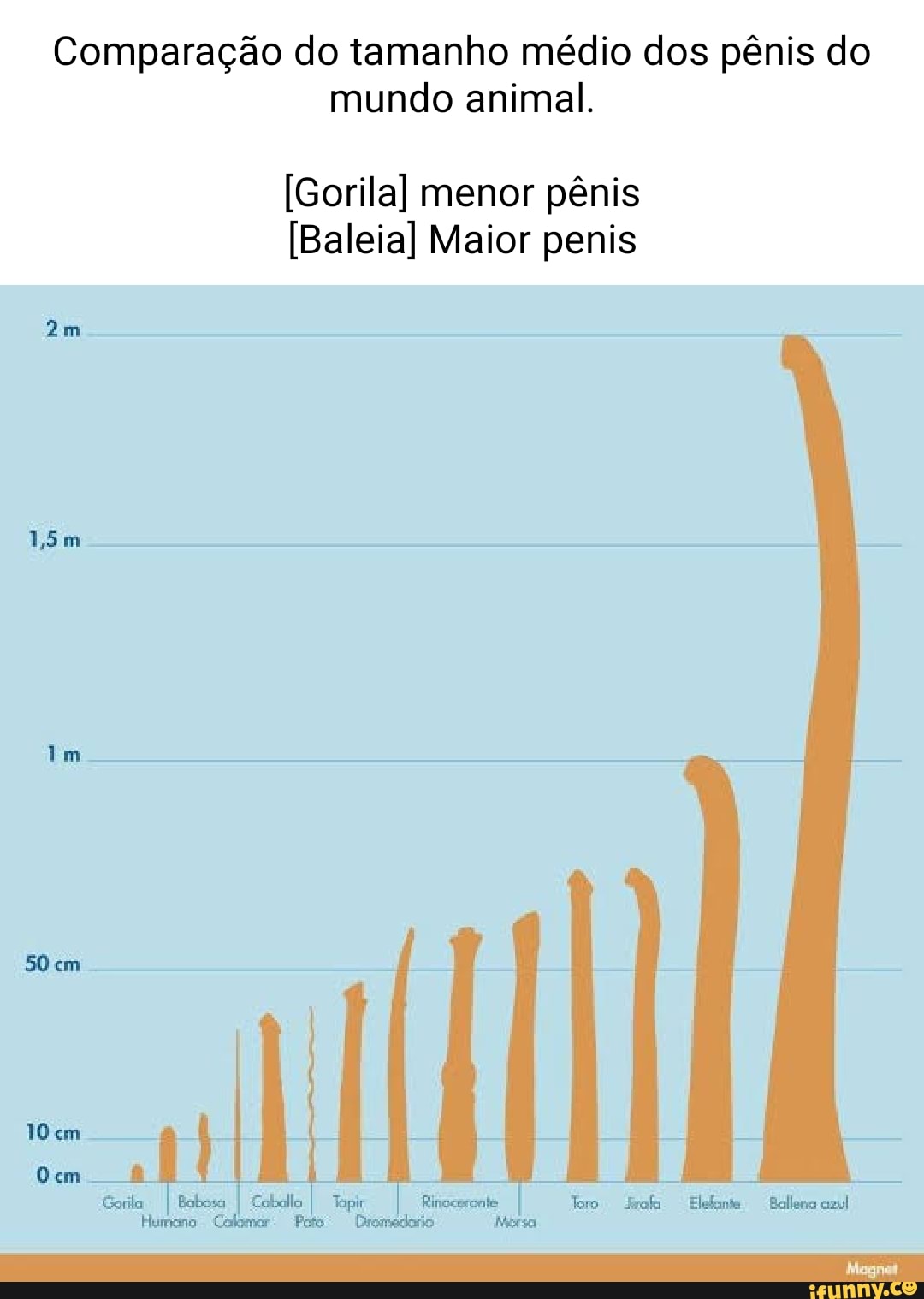 Comparação do tamanho médio dos pênis do mundo animal. (Gorila] menor pênis  (Baleia] Maior penis em Bem I Tapir I II - iFunny Brazil