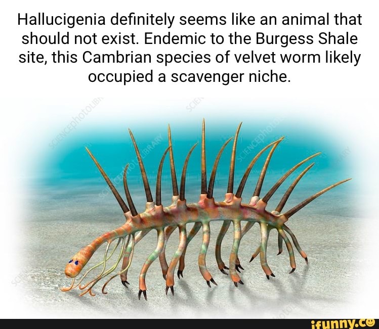 Hallucigenia definitely seems like an animal that should not exist ...