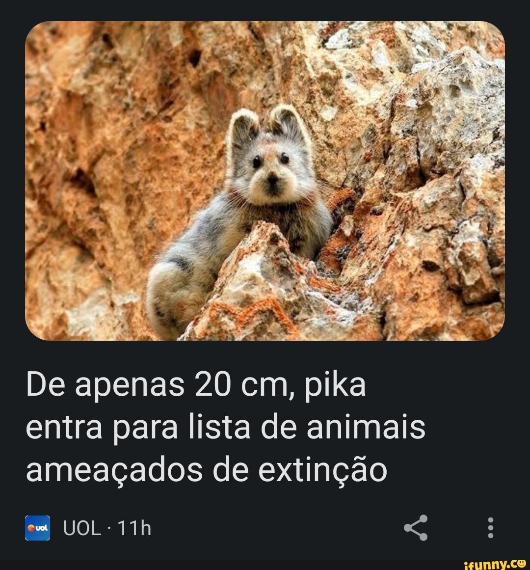 De apenas 20 cm, pika entra para lista de animais ameaçados de extinção UOL  - iFunny Brazil