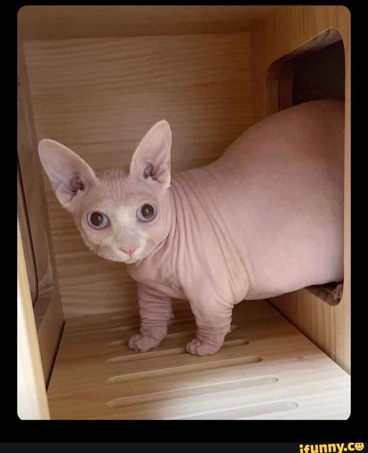 Fino señores. - iFunny  Sphinx cat, Cat memes, Animal memes