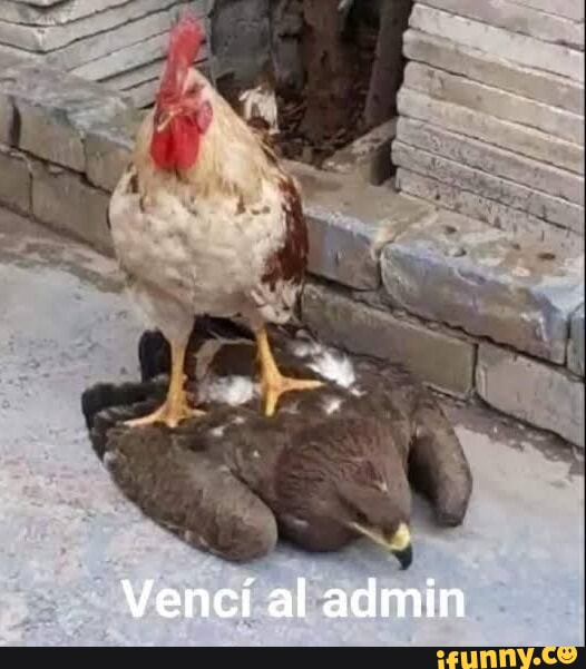 Venividivici memes. Best Collection of funny Venividivici pictures on  iFunny Brazil