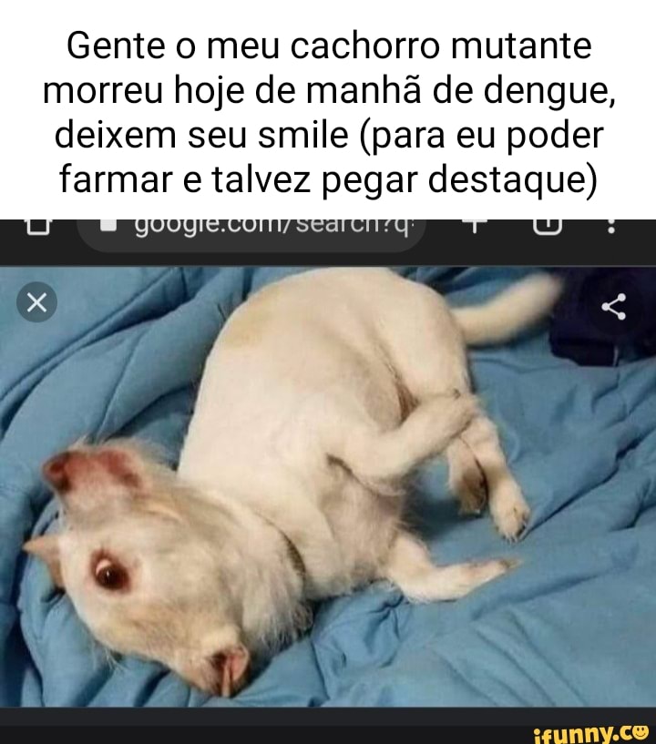 Gente,o cachorro do meme morreu) Press 'F to Pay Respects - iFunny