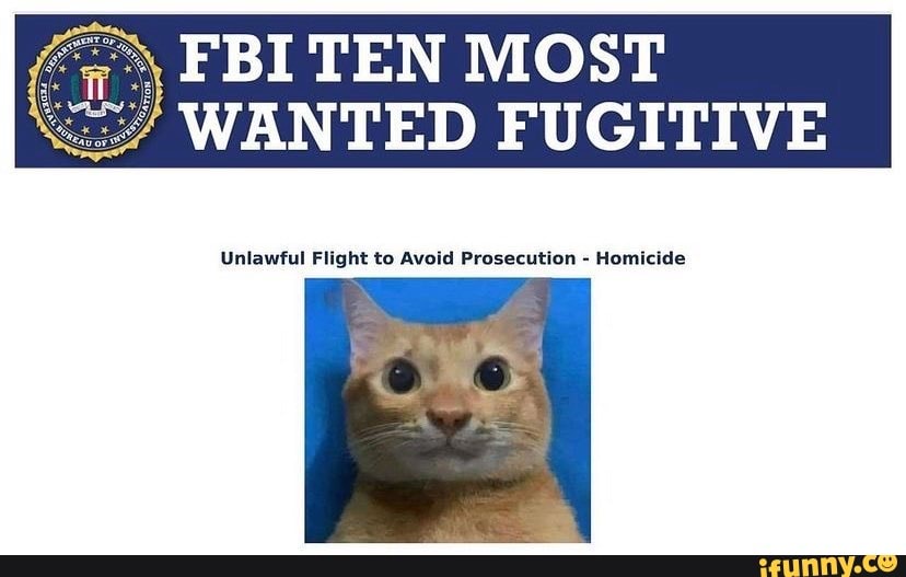 Wanted memes. Best Collection of funny Wanted pictures on iFunny Brazil