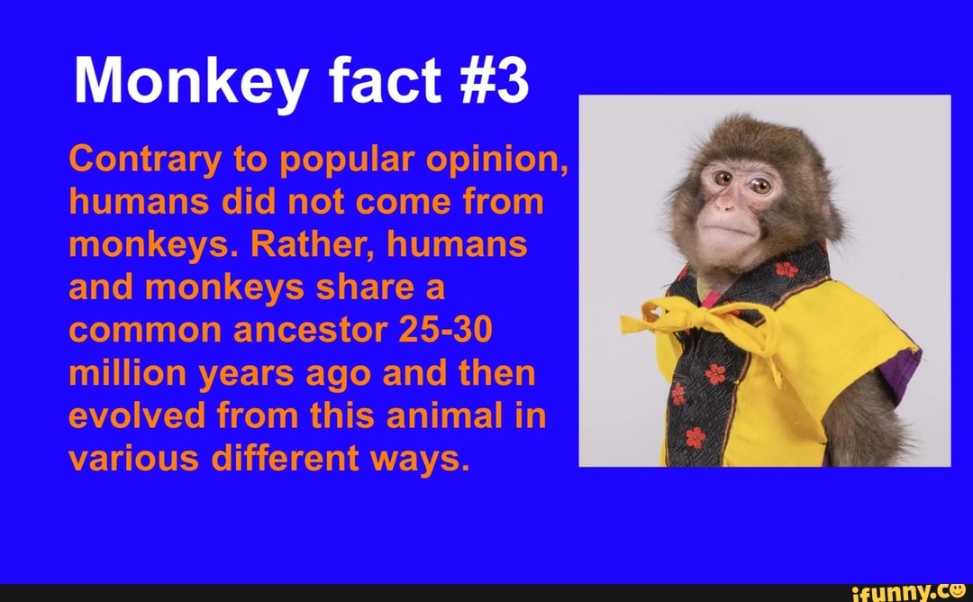 Monkey fact #3 Contrary to popular opinion, humans did not come from monkeys. Rather, humans and