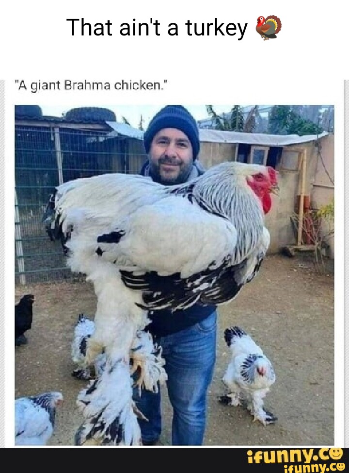 That ain't a turkey @ A giant Brahma chicken. - iFunny Brazil