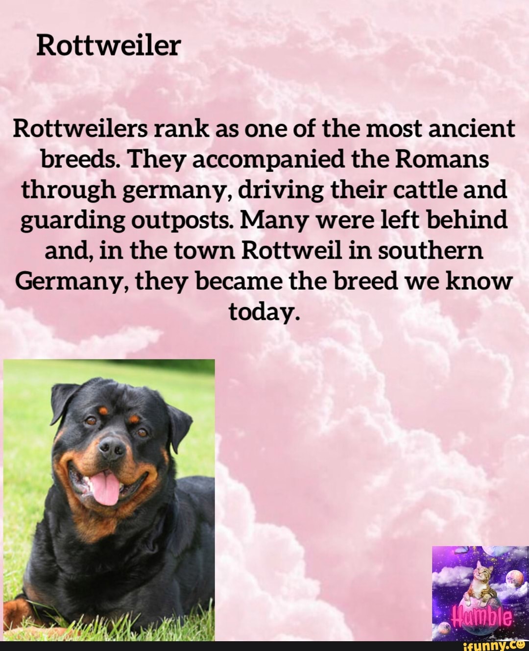 Rottweiler Rottweilers rank as one of the most ancient breeds. They ...