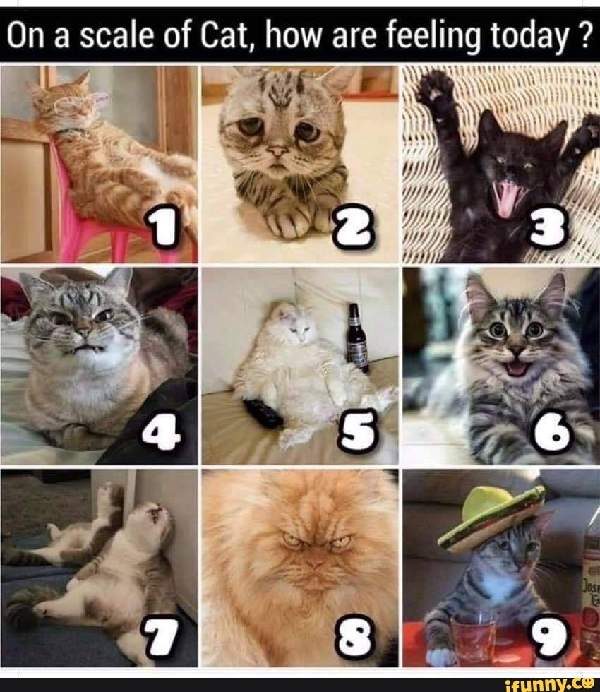 On a scale of cat, how are you doing today? - iFunny Brazil