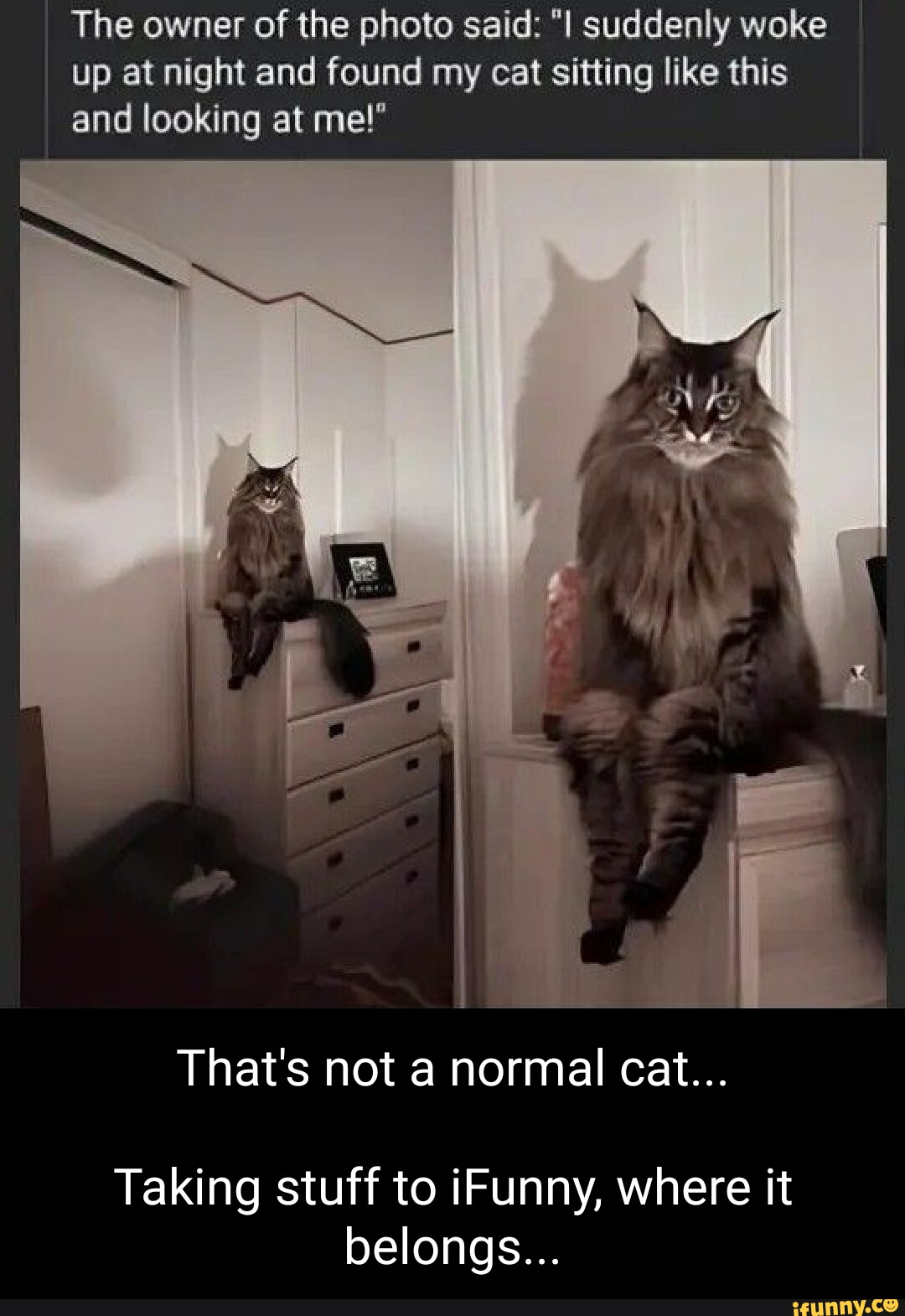 Day 163 of posting my cat- wasn't looking where she was at and threw my bra  on her - iFunny