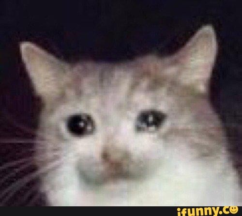 Screaming Cat faleceu, o gatinho que ficou famoso por gritar / chorar em  memes - iFunny Brazil