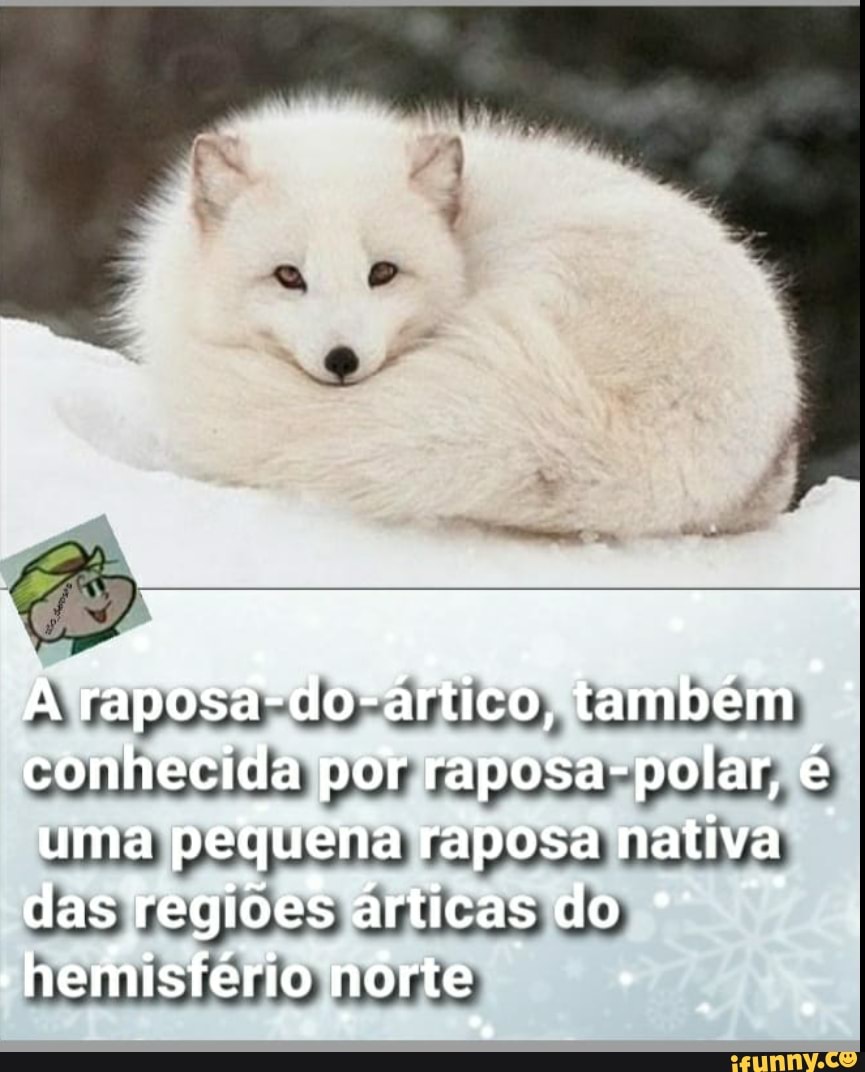 Articos memes. Best Collection of funny Articos pictures on iFunny Brazil