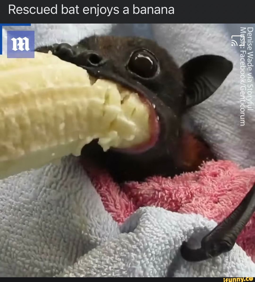 Morcego resgatado desfruta de uma banana Classifique essa tradução Rescued  bal enjoys a banana Rescued bat enjoys a banana tescued bat enjoys - iFunny  Brazil