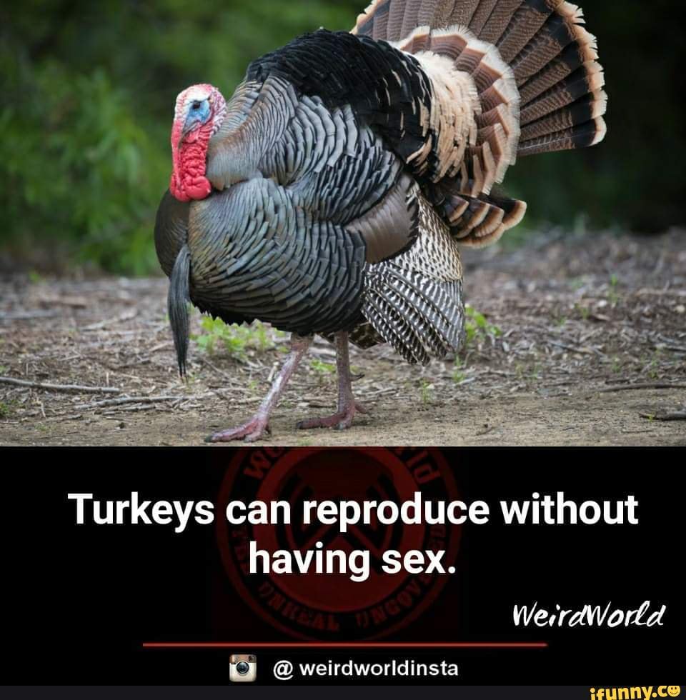 Turkeys can reproduce without having sex. WerrdWorld om ta - iFunny Brazil