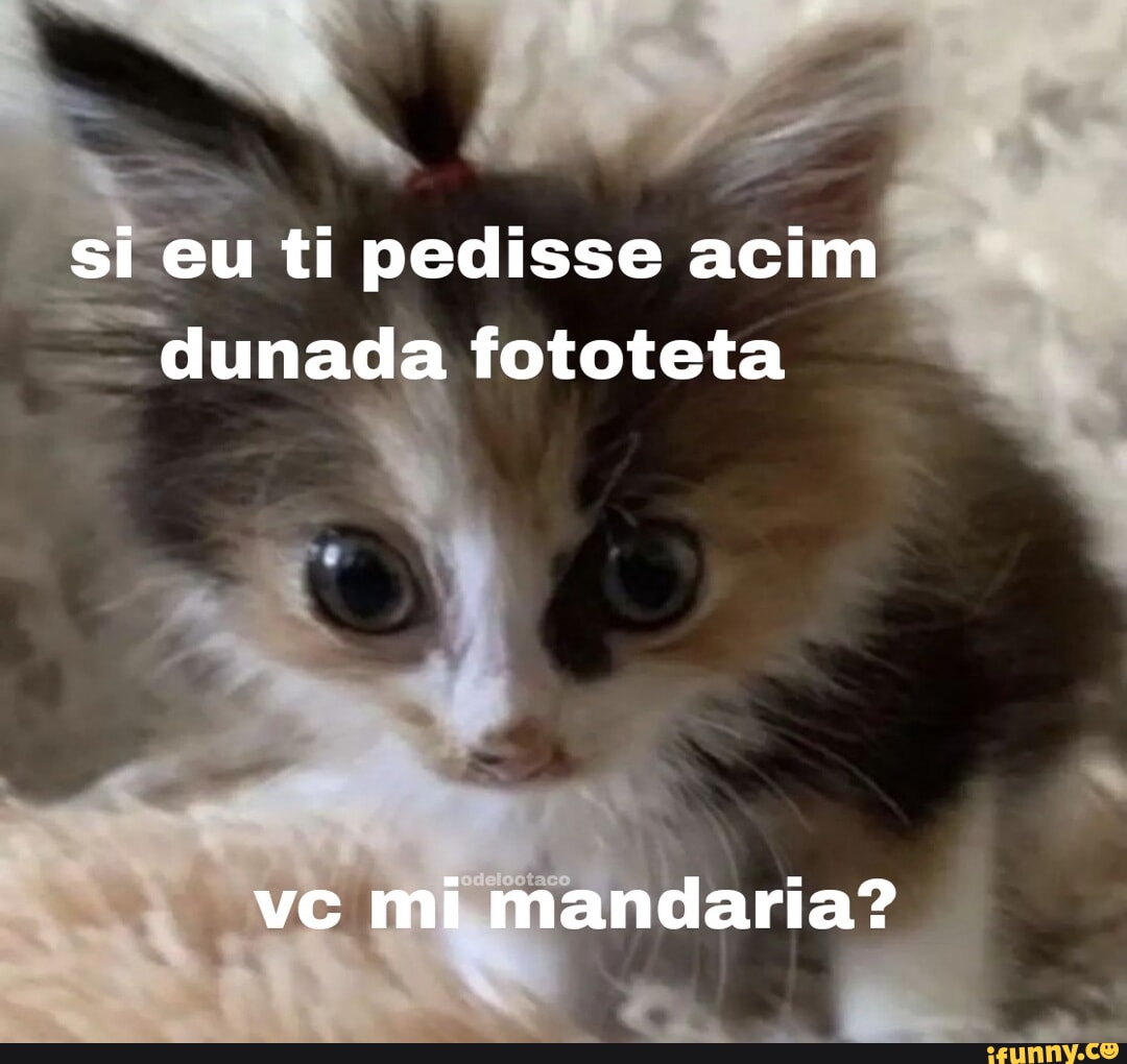 Imoralidades memes. Best Collection of funny Imoralidades pictures on  iFunny Brazil