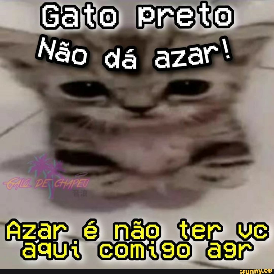 🐱Gato preto não dá azar 