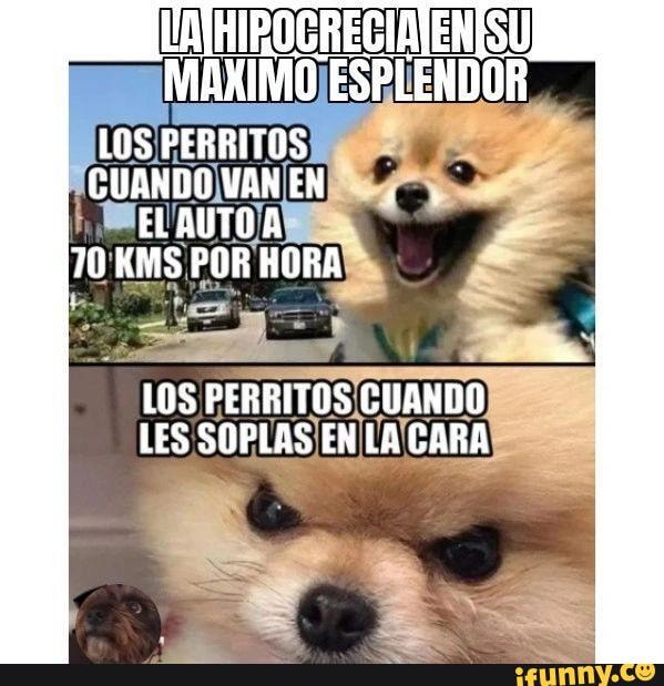 Spinnanight memes. Best Collection of funny Spinnanight pictures on iFunny  Brazil
