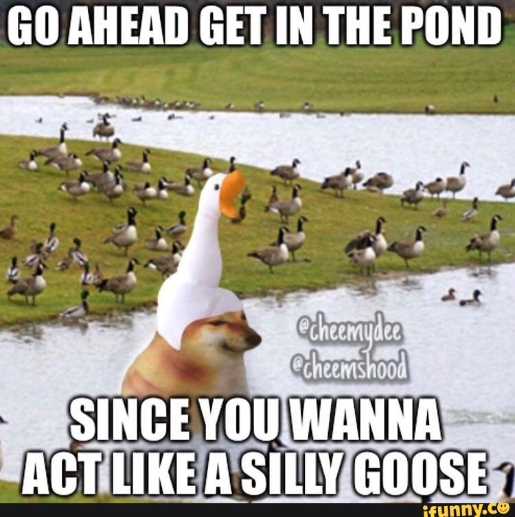 Goose memes. Best Collection of funny Goose pictures on iFunny Brazil