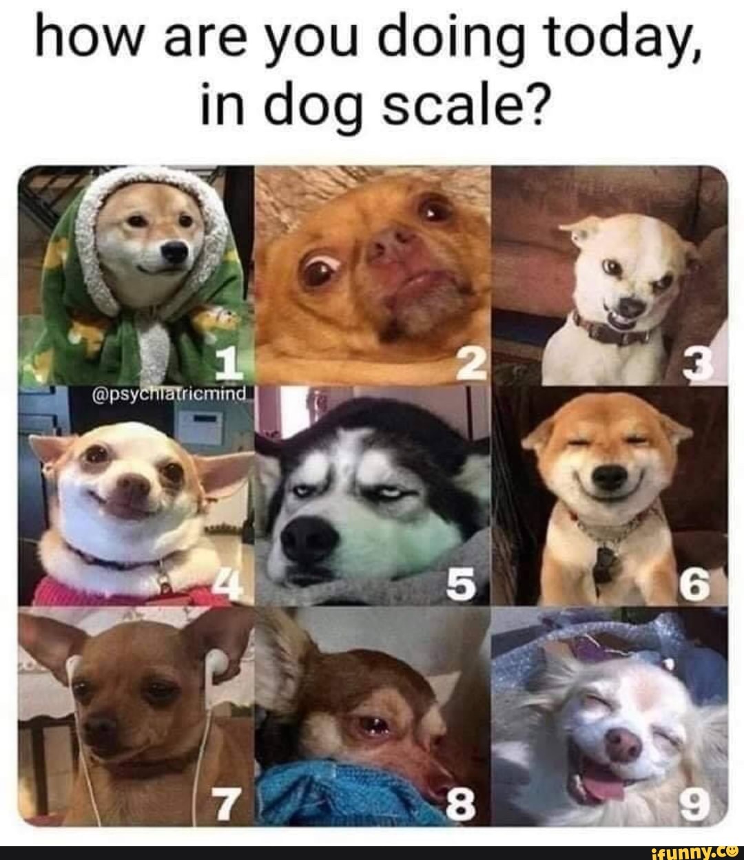 How are you doing today, in dog scale? - iFunny Brazil