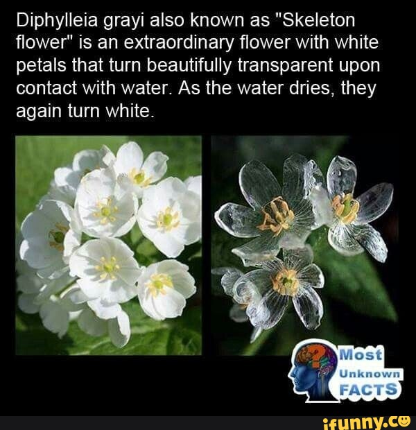 Skeleton Flowers & Water