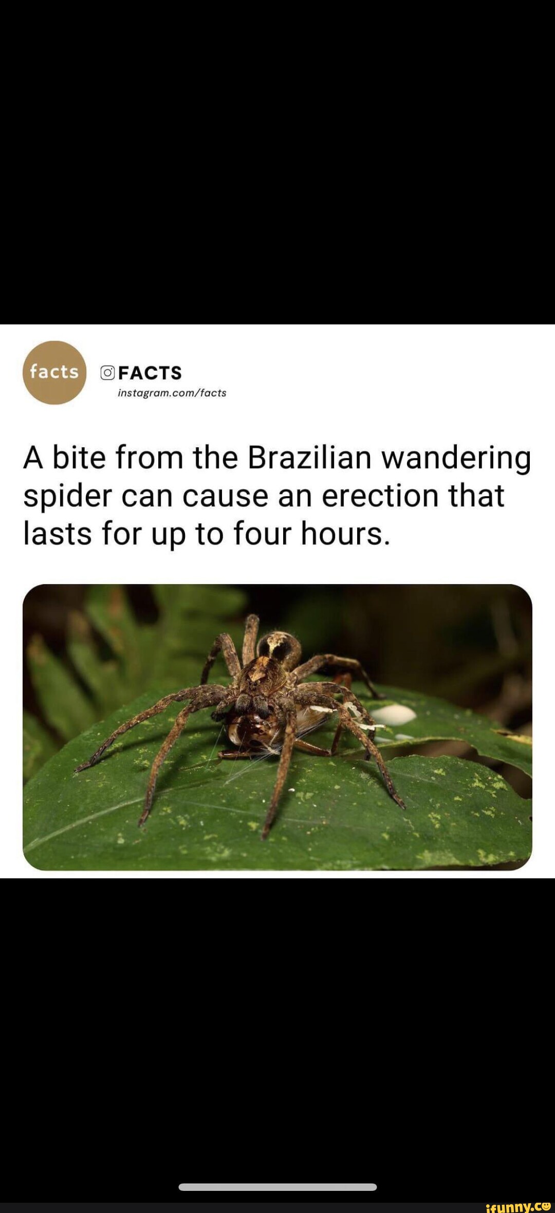 Facts FACTS A bite from the Brazilian wandering Spider can cause an erection  that lasts for up to four hours. - iFunny Brazil