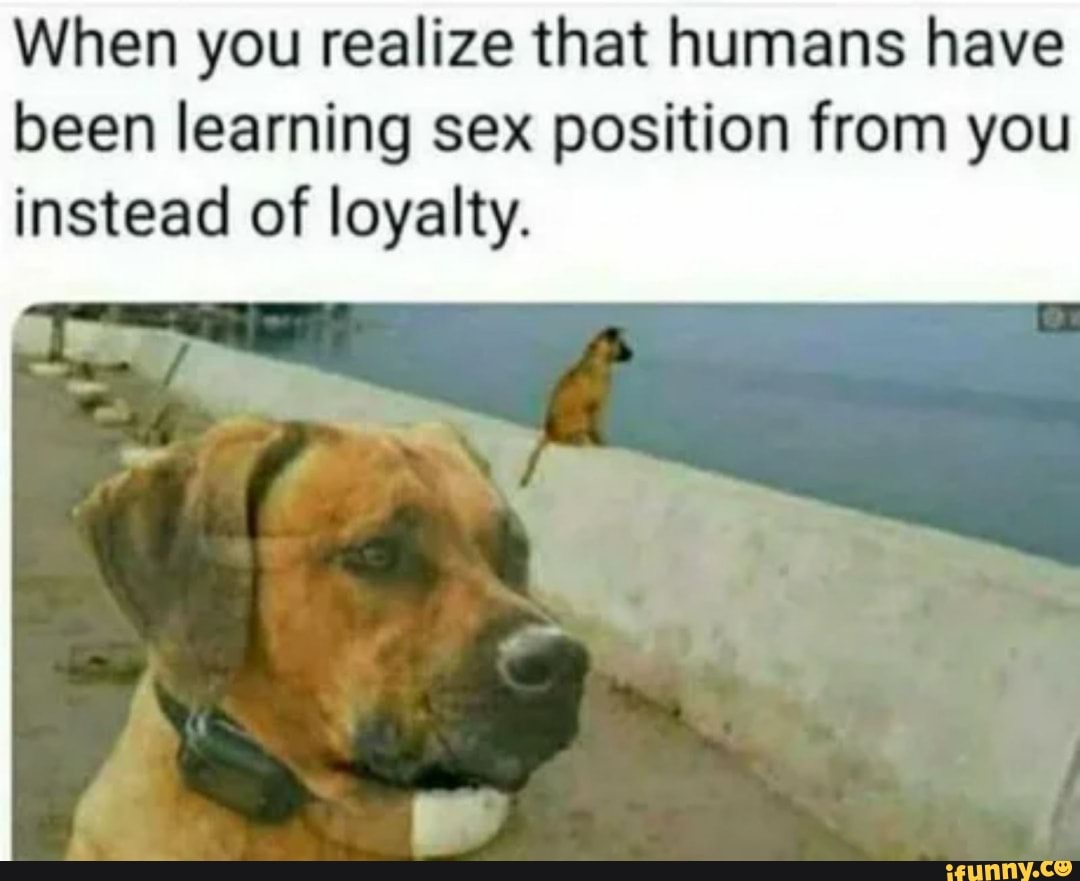 When you realize that humans have been learning sex position from you  instead of loyalty. - iFunny Brazil