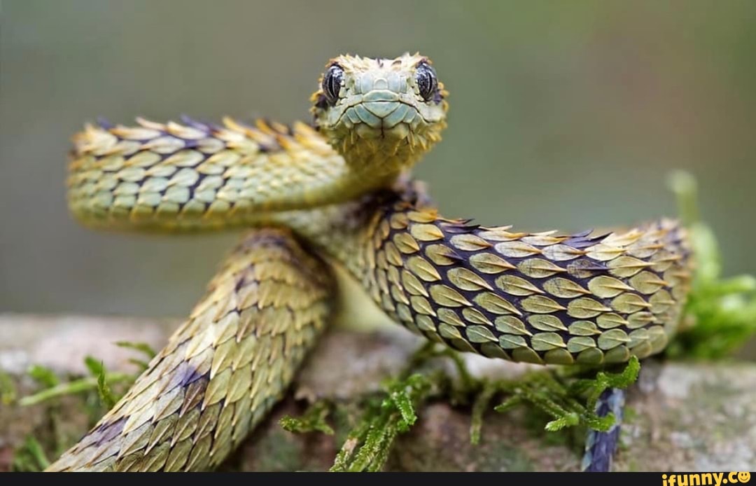 Atheris memes. Best Collection of funny Atheris pictures on iFunny Brazil