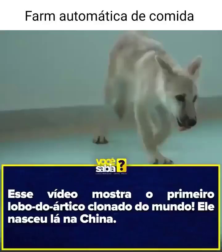 Articos memes. Best Collection of funny Articos pictures on iFunny Brazil