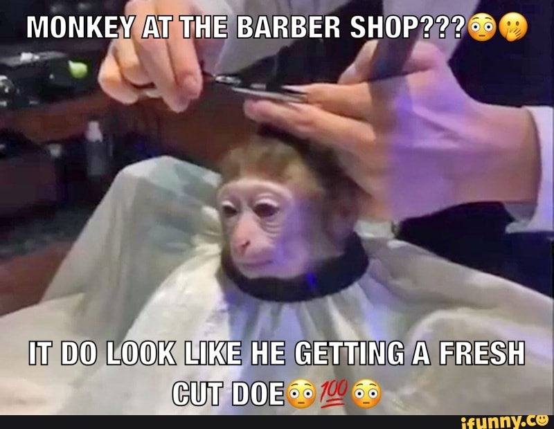 Mokey memes. Best Collection of funny Mokey pictures on iFunny Brazil