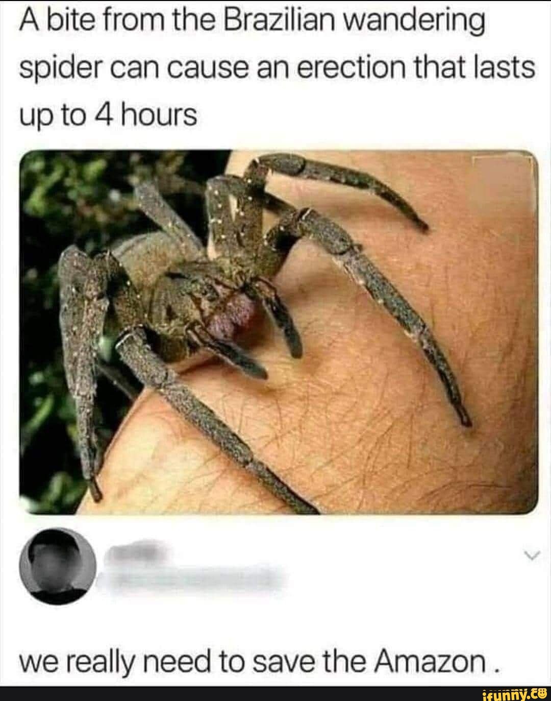 A bite from the Brazilian wandering spider can cause an erection that lasts  up to 4 hours we really need to save the Amazon. - iFunny Brazil