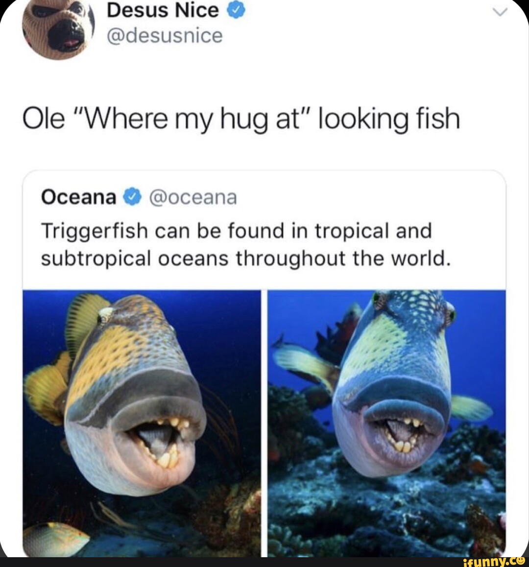 Triggerfish memes. Best Collection of funny Triggerfish pictures