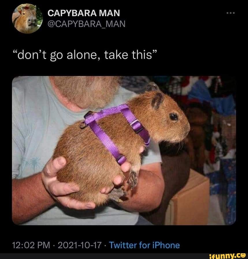 Capybar memes. Best Collection of funny Capybar pictures on iFunny