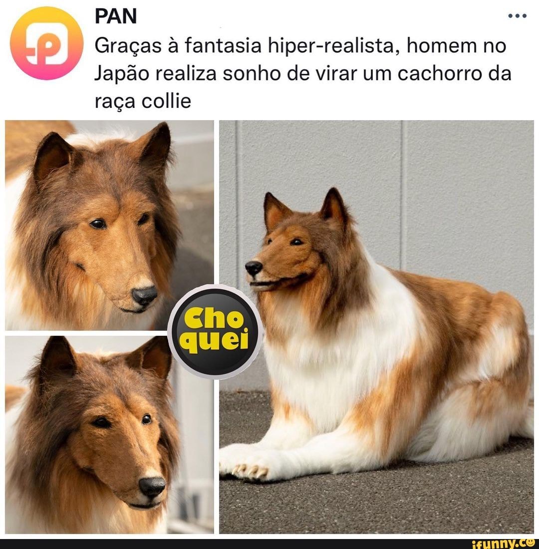 Collie memes. Best Collection of funny Collie pictures on iFunny Brazil