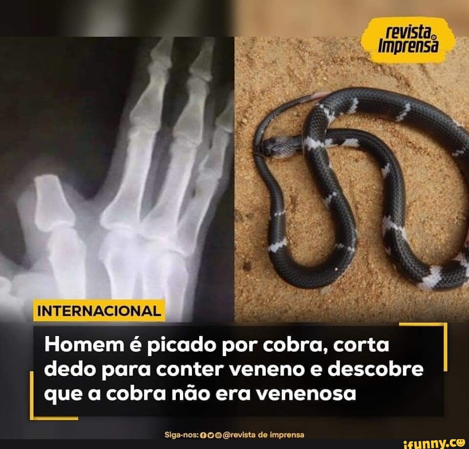 Cobrinha memes. Best Collection of funny Cobrinha pictures on iFunny Brazil